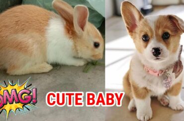 Funny and Cute Baby Bunny Rabbit Videos ! Part-49 ! Animals World