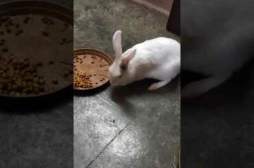 my cute bunny