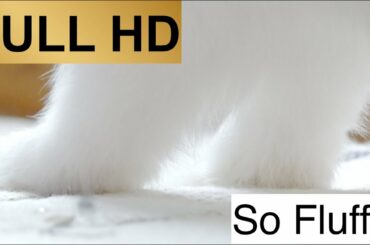 Cute Bunny Eating Full HD Close Up #60fps #fhd #bunny #cutebunny