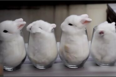 Cute Rabbits-Funny Baby Bunny Videos #6 تجميعة لقطات مضحكة للارانب  /ONLINE ZOO