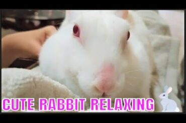 Cute Rabbit Relaxing With Owner || Cute Rabbits Compilation || Bunny The superstar