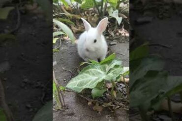 Baby rabbit eating a plant