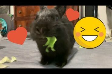 Cute Bunnies Eating