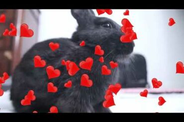 Bunnies Just Being Cute