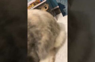 Cute bunnie