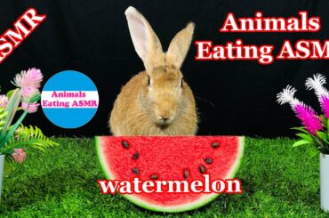 rabbit eating watermelon asmr | Rabbit eating watermelon ASMR |  animals eating asmr