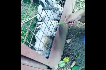 😍😍Verry cute rabbit 😍😍