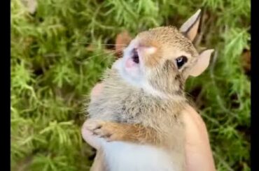 Catching a screaming baby rabbit