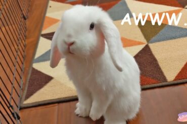 funny and cute bunny snowman
