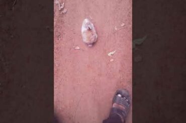 A cute rabbit