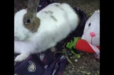 Cute Rabbit with its play toy🐇🐰@rabbit