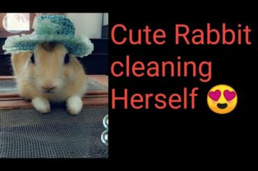 Cute Rabbit cleaning Herself #cuteness overload ❤️
