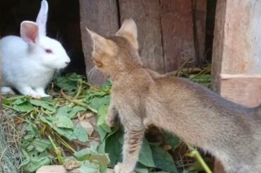Kittens meets and walk with a cute white bunny