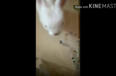 Cute rabbit 😘😘