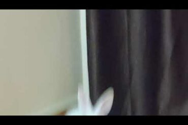 My Cute baby Rabbits