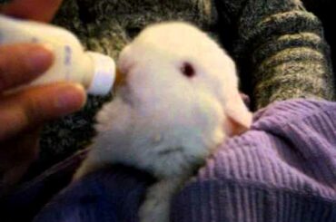 Little Bunny Drinking from her Bottle