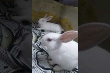 Two cute rabbit 🐰🐰