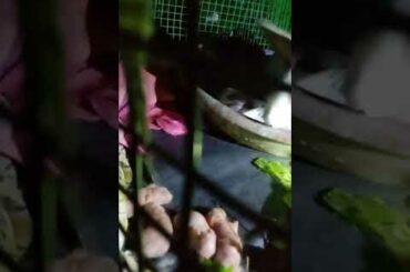 Cute new born baby rabbit