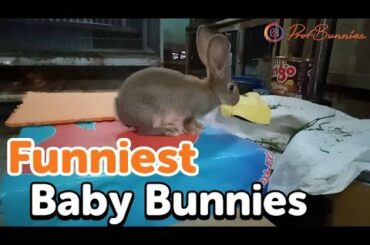 Funniest Baby Bunnies