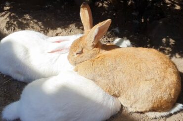 A relaxing bunny video for stress relief