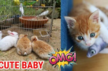 Funny and Cute Baby Bunny Rabbit Videos ! Part-50 ! Animals World