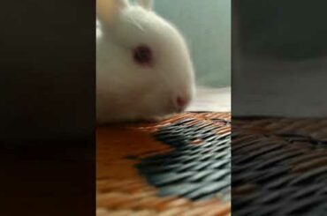 My cute baby bunny😘😘😊😊