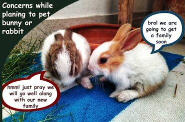 #cute #bunnies #rabbit #pet #care Concerns while planning to pet RABBIT | In Hindi | Eng sub