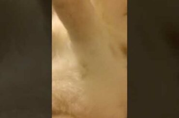 Cute bunny
