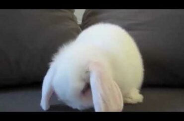 CUTE BUNNY 😍😍