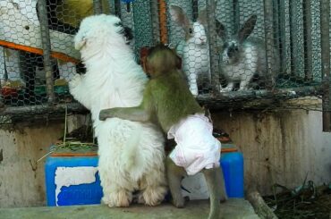 Baby Coca & Cute Puppy Surprise When Saw Hamsters And Rabbits Stay In Cage Like This.