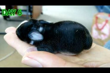 Cute Baby bunny TAHI at Day 6