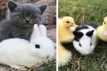 AWW Animals SOO Cute! Cute baby animals Videos Compilation cute moment of the animals #13