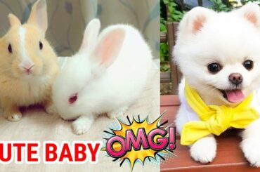 Funny and Cute Baby Bunny Rabbit Videos ! Part-51 ! Animals World