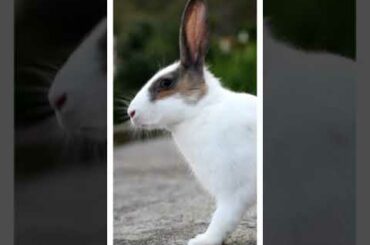Cute Rabbit real voice