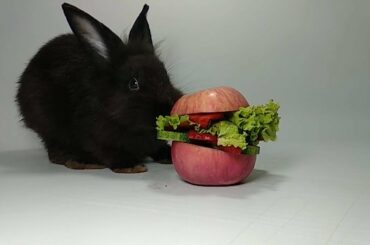 ANIMAL FOOD REVIEW 5: CUTE RABBIT BURGER MUKBANG