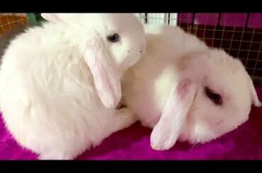 Cute baby bunny licks fur and flops to sleep