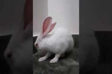 CUTE RABBIT CLEANING ITSELF 🐰