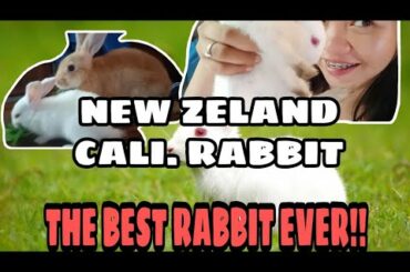 FUNNY BABY BUNNY RABIT/BASIC GUIDE TO A 🐰 RABBIT