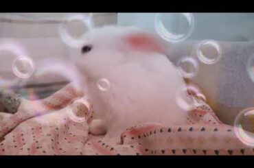 Snow | Super cute rabbit 🐇