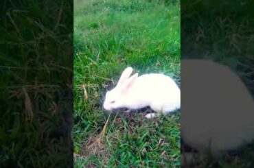 My cute rabbit eating grass