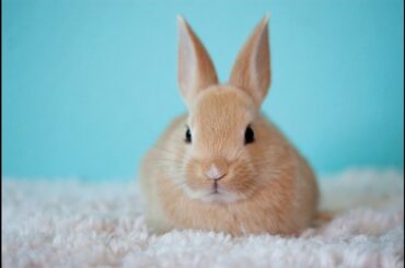 Baby Bunnies! So Cute!