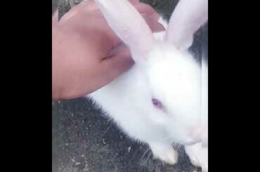Cute rabbit🐇🥰😍