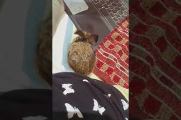 Cute little baby rabbit playing with laptop