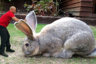 Wow Very Big Rabbit |Funny And Cute Honey Bunny Rabbit Video-Baby Animal video Compilation (2020)