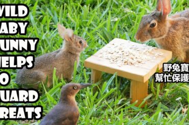 Wild baby bunny helps to guard treats