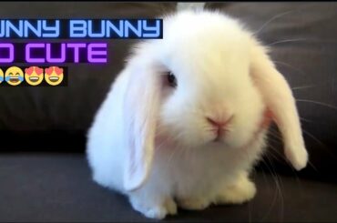 Cute Rabbits-Funny Baby Bunny Videos #7 تجميعة لقطات مضحكة للارانب  /online zoo