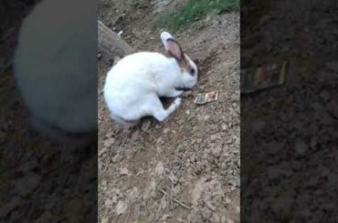 Cute rabbit