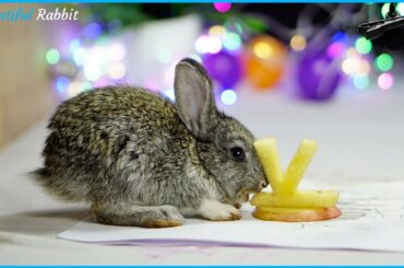 Adorable Baby Rabbit PePe Eating ASMR Very Happy Letter V