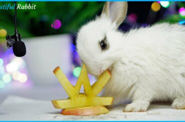 Beautiful Baby Rabbit Picky Eating ASMR Very Happy Letter W