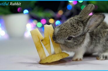 Smart Baby Rabbit PePe Eating ASMR Very Delicious Letter M